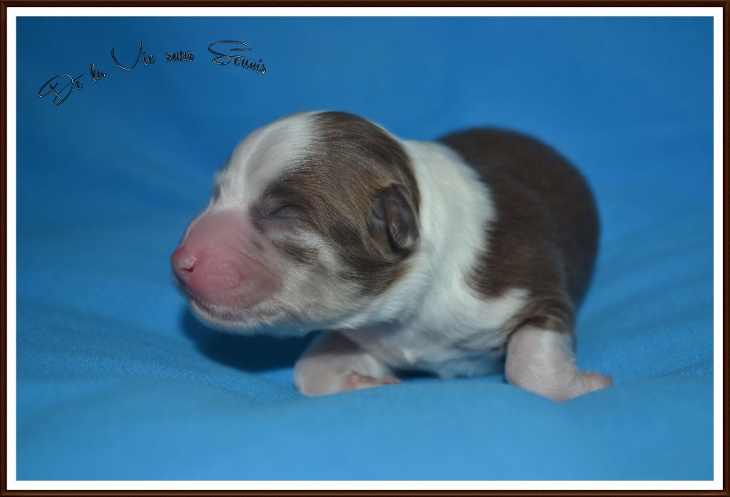 De La Vie Sans Soucis - Chiots disponibles - Berger Australien