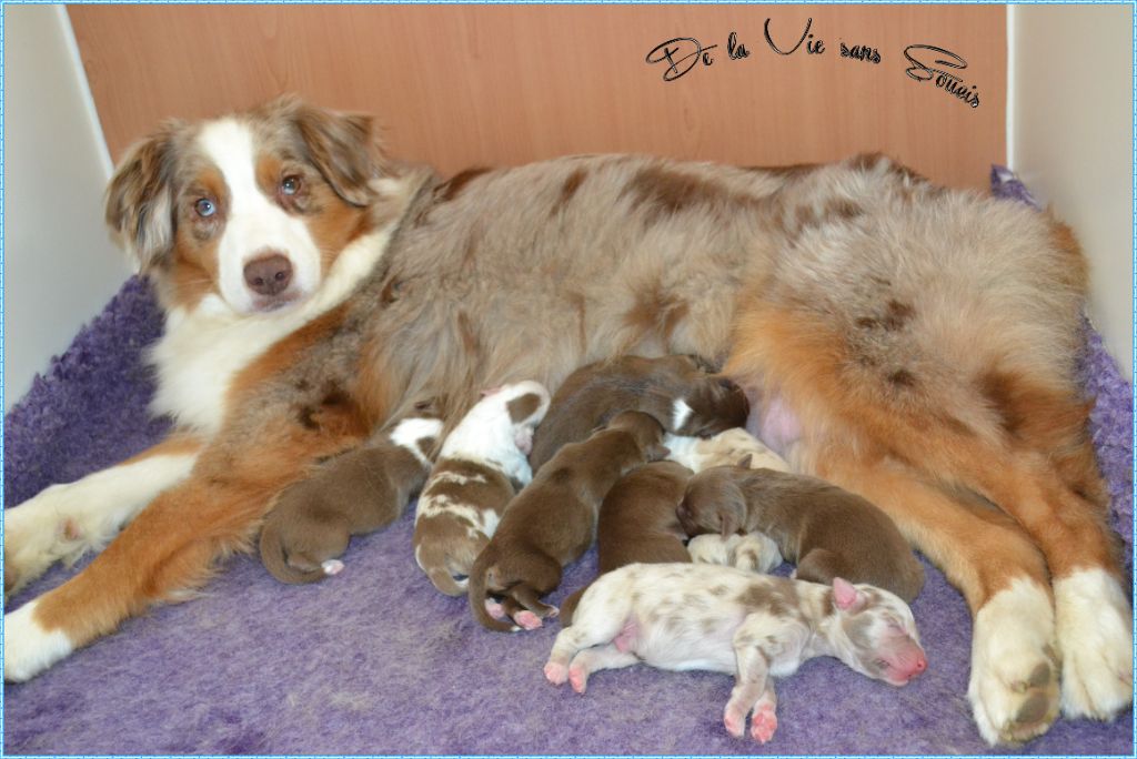 Chiot Berger Australien De La Vie Sans Soucis