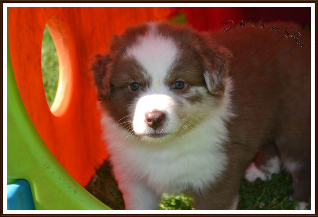 De La Vie Sans Soucis - Chiots disponibles - Berger Australien