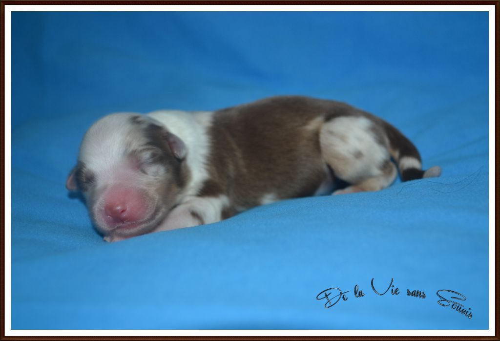 De La Vie Sans Soucis - Chiots disponibles - Berger Australien