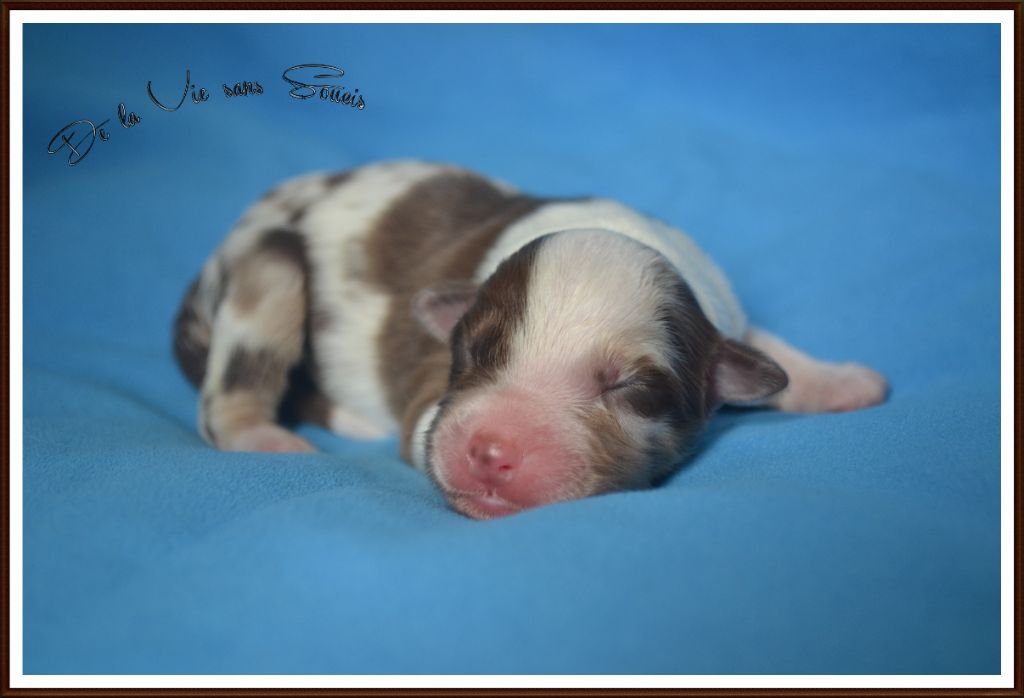 De La Vie Sans Soucis - Chiots disponibles - Berger Australien