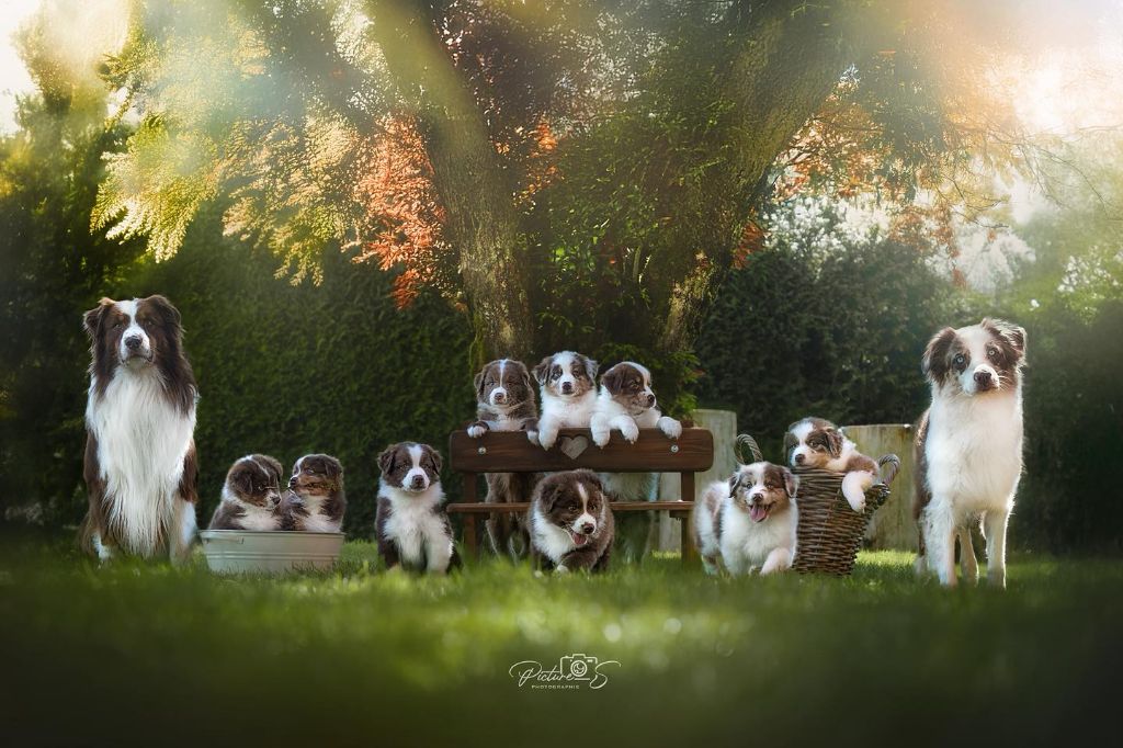 Chiot Berger Australien De La Vie Sans Soucis