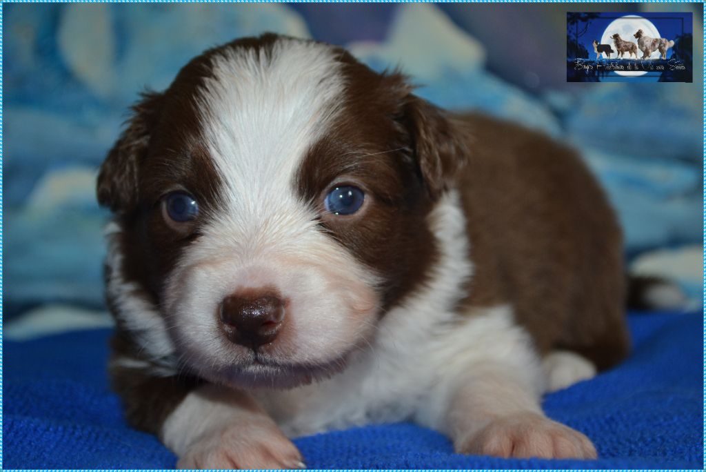 De La Vie Sans Soucis - Chiots disponibles - Berger Australien