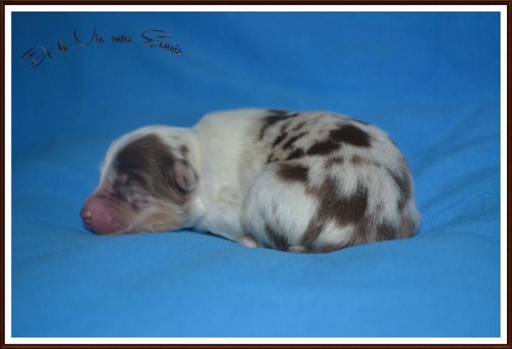 De La Vie Sans Soucis - Chiots disponibles - Berger Australien