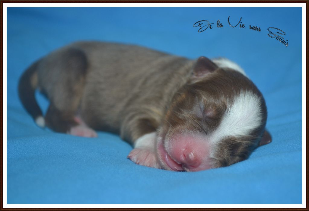 De La Vie Sans Soucis - Chiots disponibles - Berger Australien