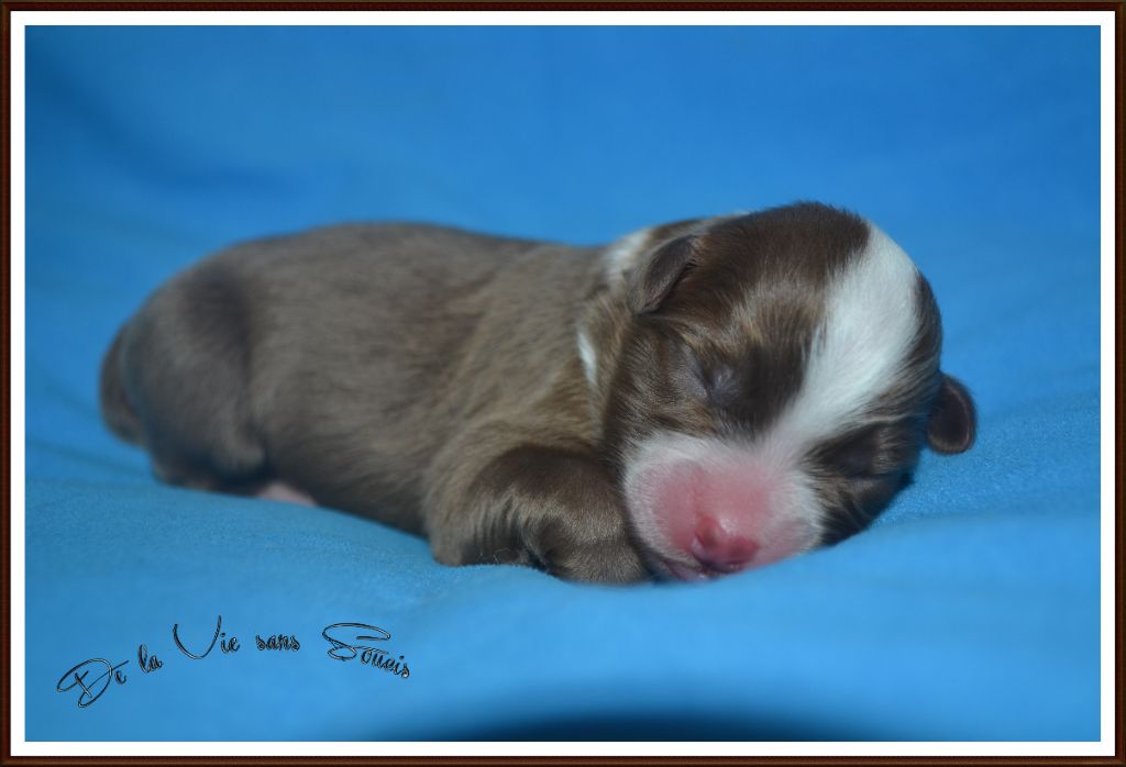 De La Vie Sans Soucis - Chiots disponibles - Berger Australien