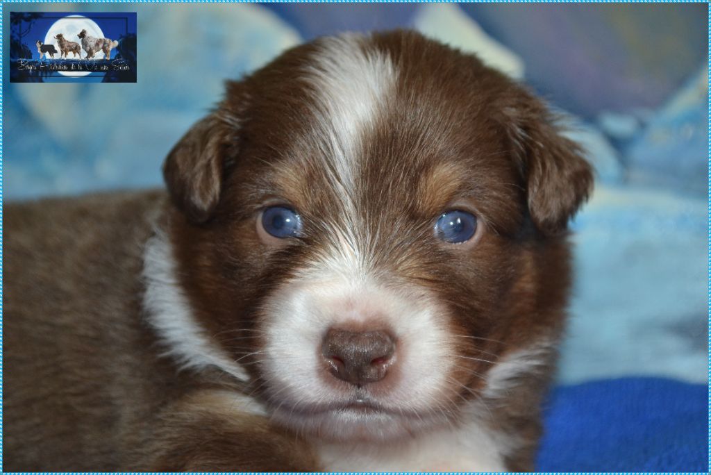De La Vie Sans Soucis - Chiots disponibles - Berger Australien