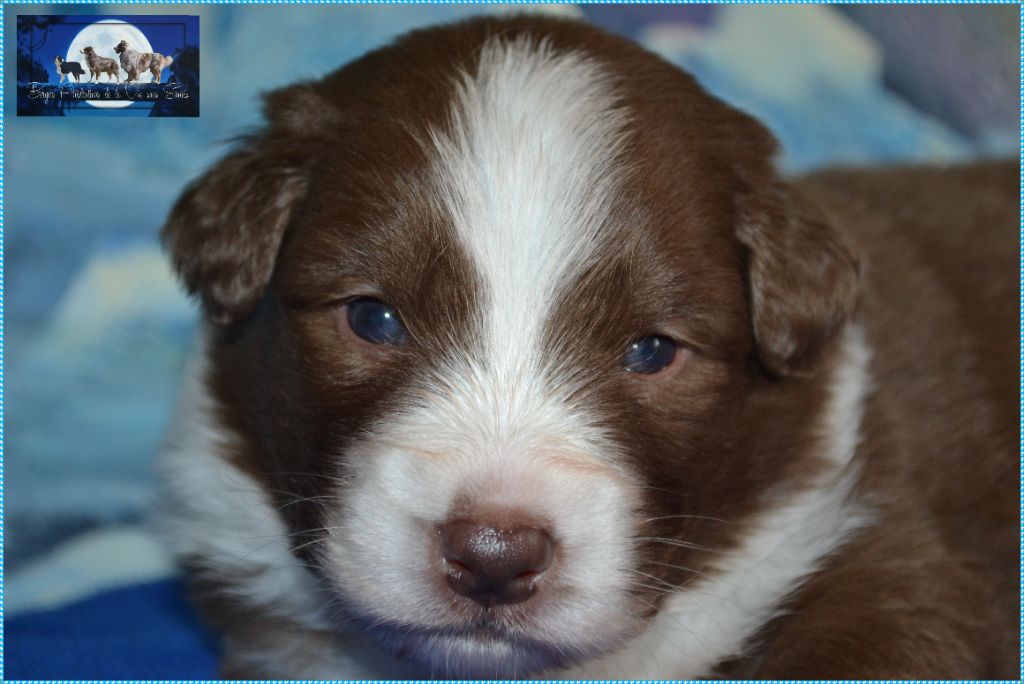De La Vie Sans Soucis - Chiots disponibles - Berger Australien