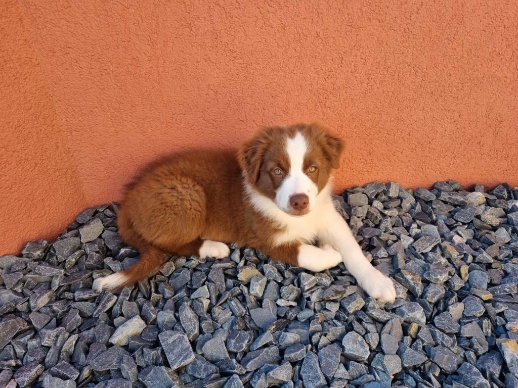 De La Vie Sans Soucis - Chiots disponibles - Berger Australien