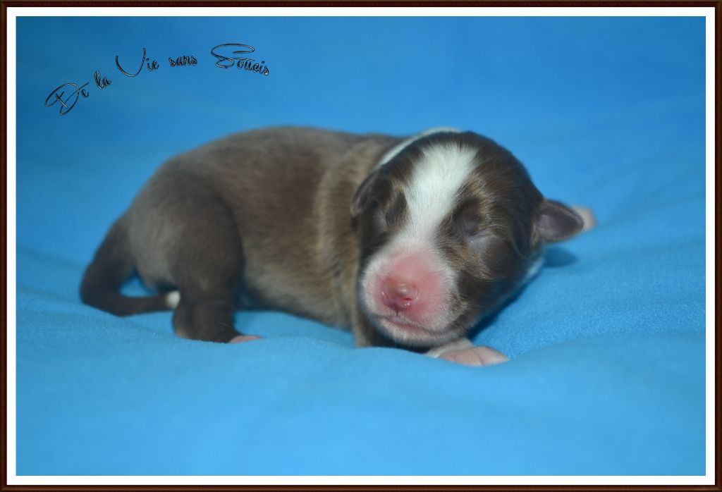 De La Vie Sans Soucis - Chiots disponibles - Berger Australien