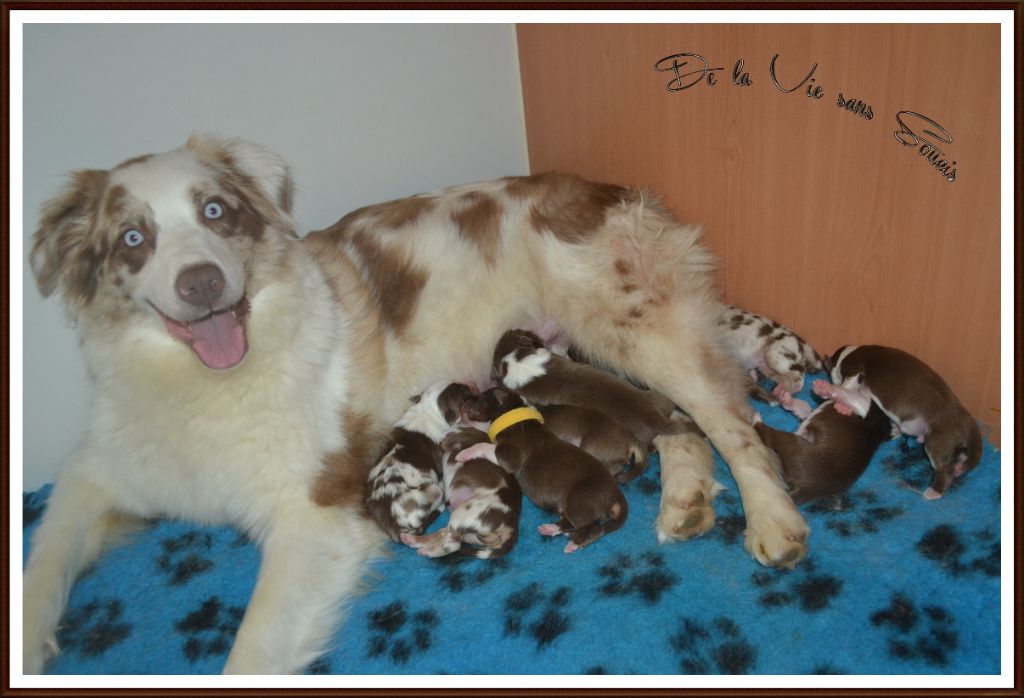 Chiot Berger Australien De La Vie Sans Soucis