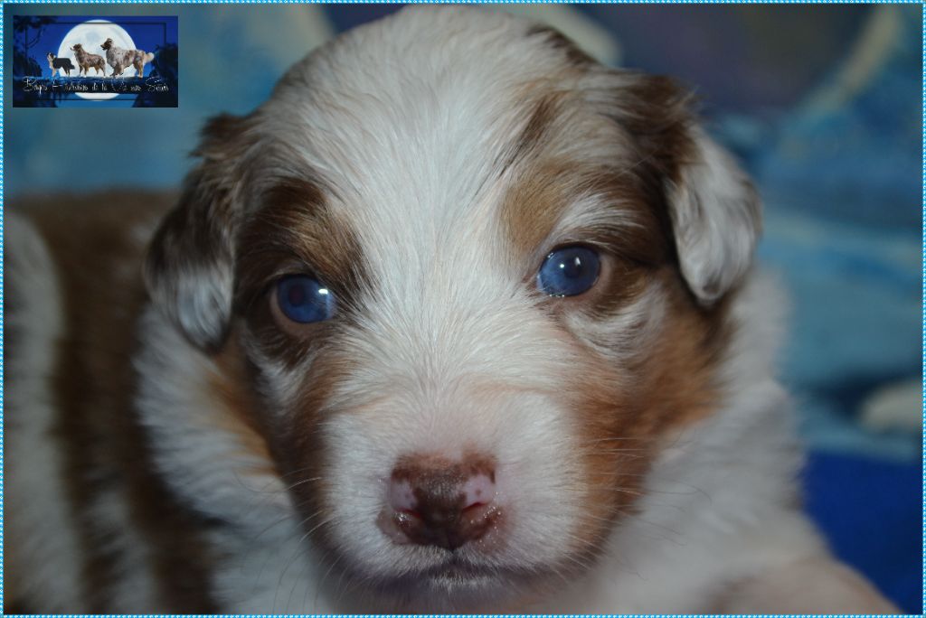 De La Vie Sans Soucis - Chiots disponibles - Berger Australien