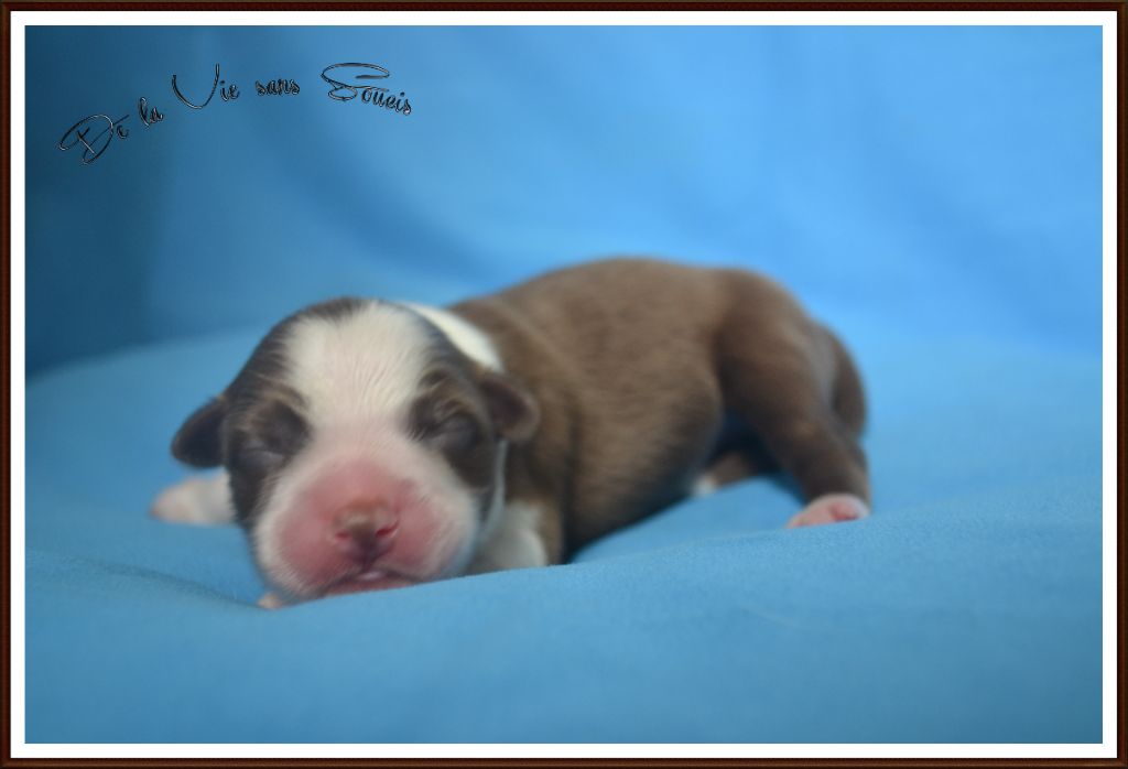 De La Vie Sans Soucis - Chiots disponibles - Berger Australien