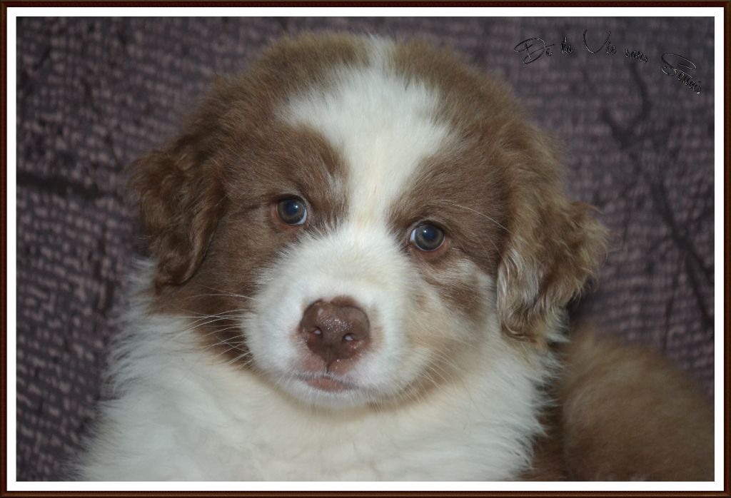 De La Vie Sans Soucis - Chiots disponibles - Berger Australien