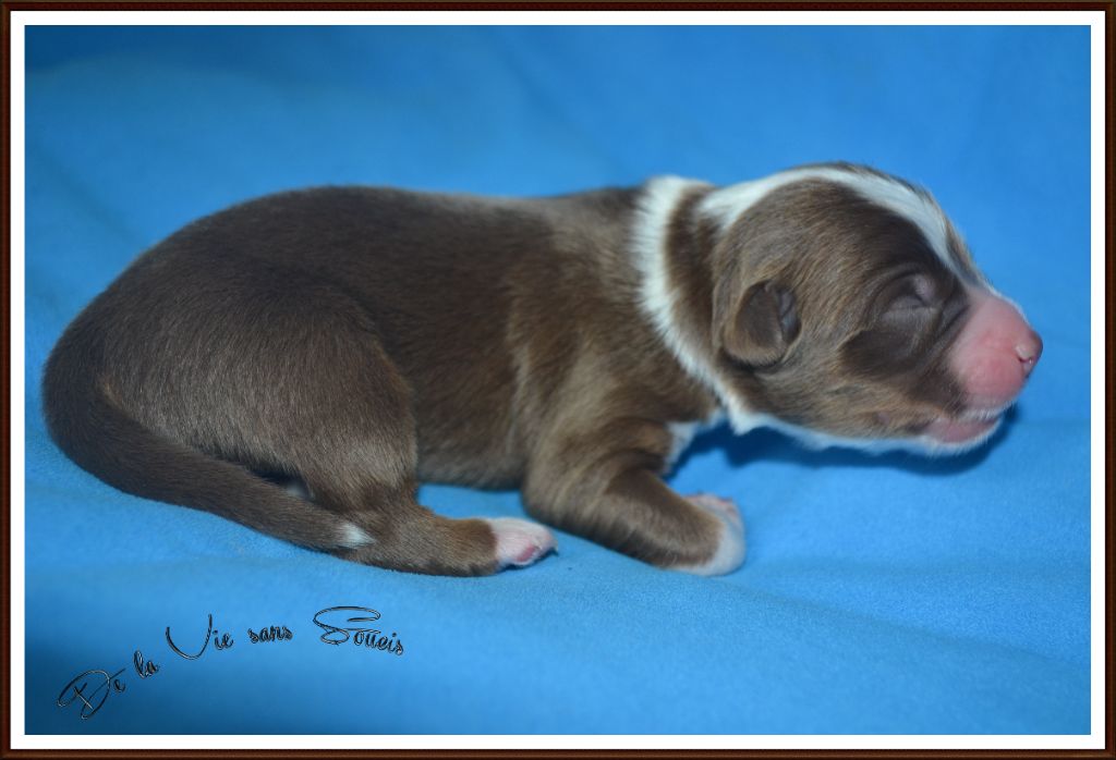 De La Vie Sans Soucis - Chiots disponibles - Berger Australien